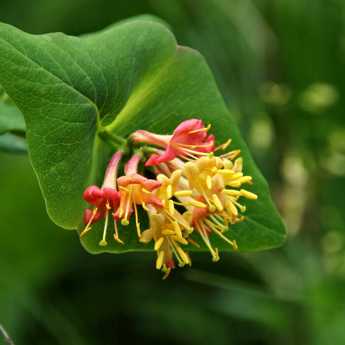 Limber honeysuckle (Lonicera dioica) — the one other native climbing honeysuckle with a connate perfoliate disc, glaucous underleaves, red berries and a terminal cluster; structurally the closest thing in the genus reference photo 1