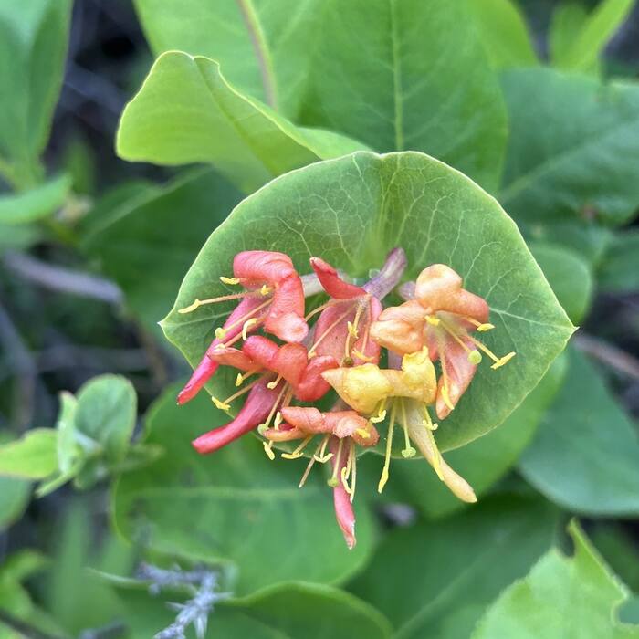 Limber honeysuckle (Lonicera dioica) — the one other native climbing honeysuckle with a connate perfoliate disc, glaucous underleaves, red berries and a terminal cluster; structurally the closest thing in the genus reference photo 2