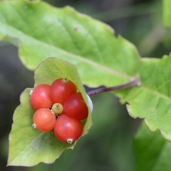 Limber honeysuckle (Lonicera dioica) — the one other native climbing honeysuckle with a connate perfoliate disc, glaucous underleaves, red berries and a terminal cluster; structurally the closest thing in the genus reference photo 3