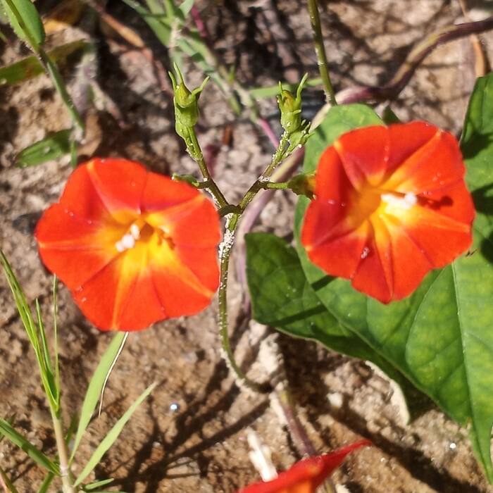 Red morning glory (Ipomoea coccinea) and its relatives — small bright red tubular flowers with a yellow throat on a twining vine in a hedgerow in September, right across the fruiting window reference photo 1