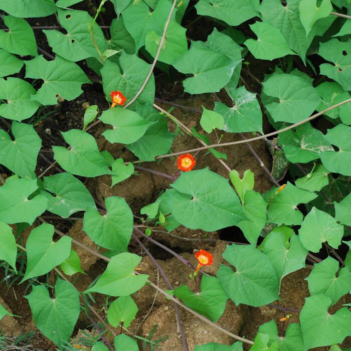 Red morning glory (Ipomoea coccinea) and its relatives — small bright red tubular flowers with a yellow throat on a twining vine in a hedgerow in September, right across the fruiting window reference photo 2