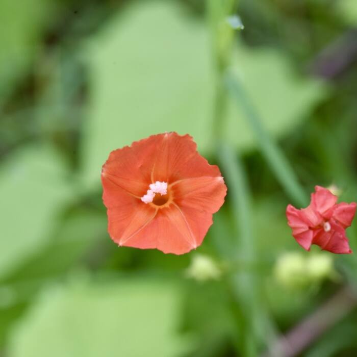 Red morning glory (Ipomoea coccinea) and its relatives — small bright red tubular flowers with a yellow throat on a twining vine in a hedgerow in September, right across the fruiting window reference photo 4