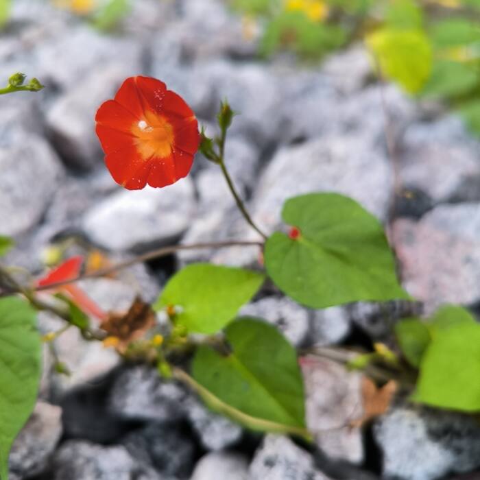 Red morning glory (Ipomoea coccinea) and its relatives — small bright red tubular flowers with a yellow throat on a twining vine in a hedgerow in September, right across the fruiting window reference photo 3