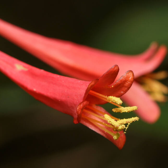 Coral honeysuckle