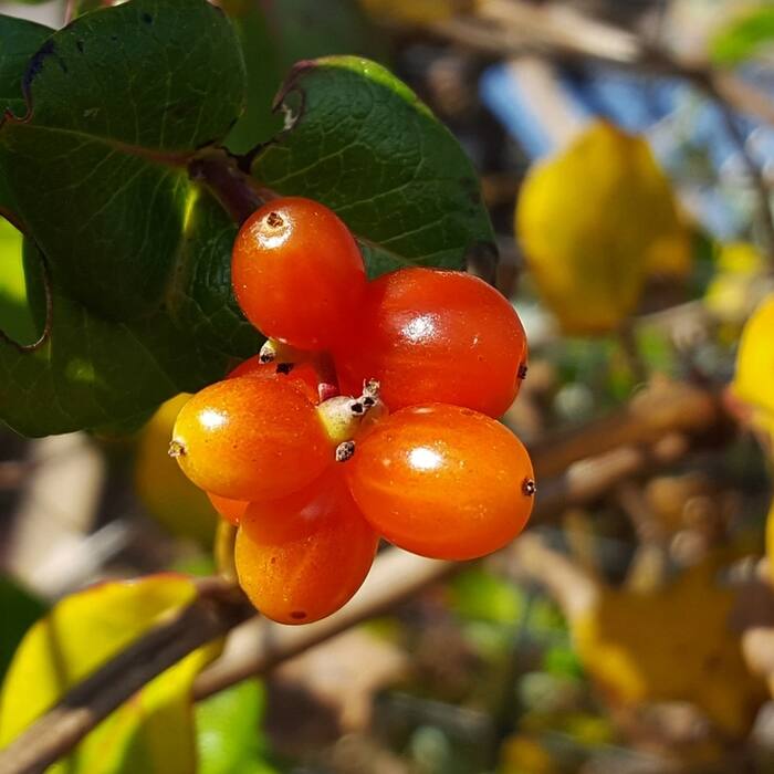 Coral honeysuckle fruit reference