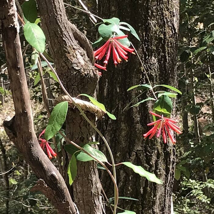 Coral honeysuckle habit reference