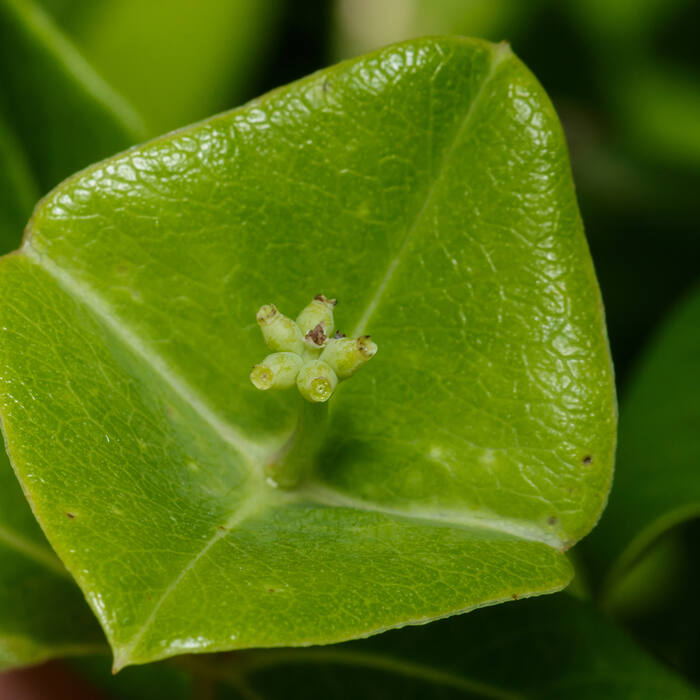 Coral honeysuckle leaf reference