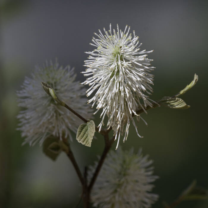 Fothergilla ×intermedia (hybrid witch-alder, 'Mount Airy') reference photo 1