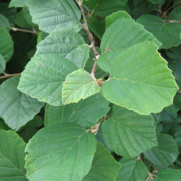 Fothergilla ×intermedia (hybrid witch-alder, 'Mount Airy') reference photo 2