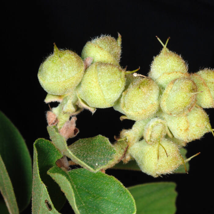 Fothergilla gardenii (pocosin witch-alder) reference photo 4
