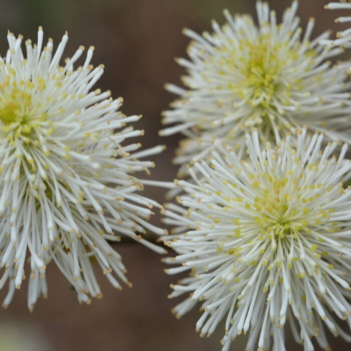 Fothergilla gardenii (pocosin witch-alder) reference photo 3