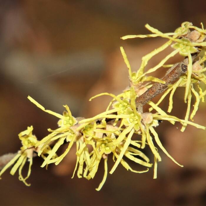 Hamamelis virginiana (American witch-hazel) reference photo 1