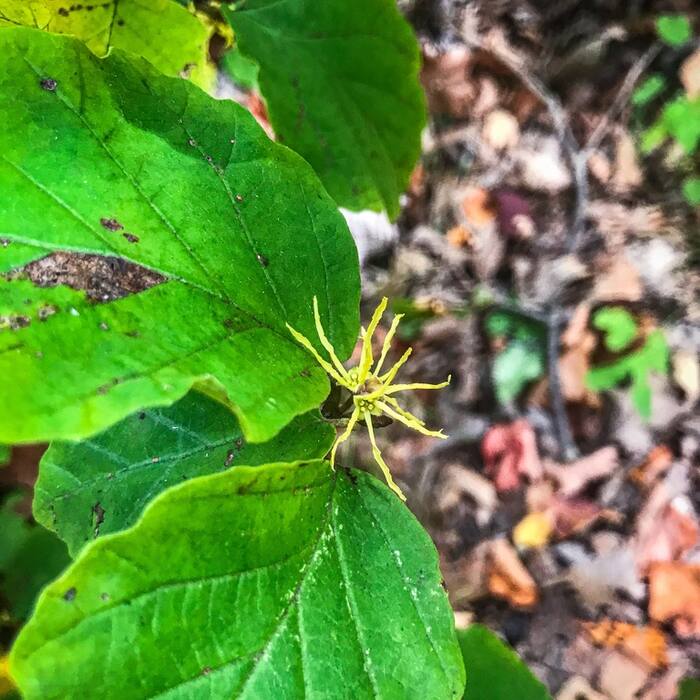 Hamamelis virginiana (American witch-hazel) reference photo 4