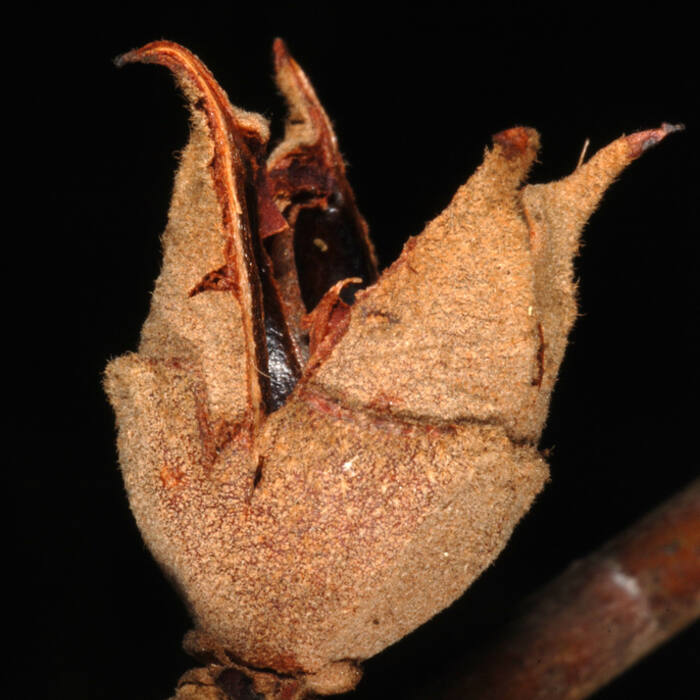 Hamamelis virginiana (American witch-hazel) reference photo 3