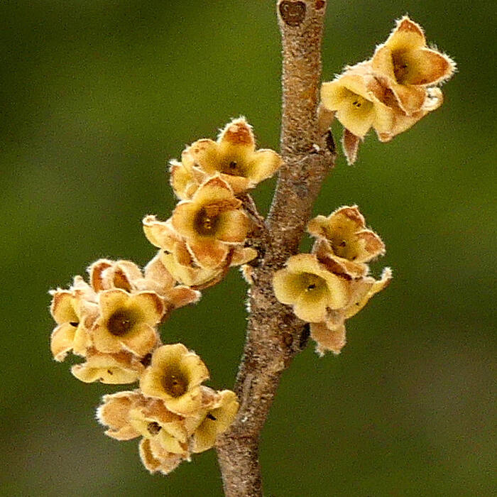 Hamamelis virginiana (American witch-hazel) reference photo 2