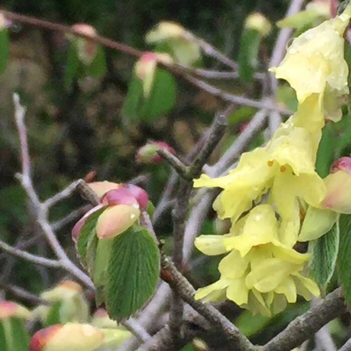 Corylopsis glabrescens (fragrant winter-hazel) reference photo 1