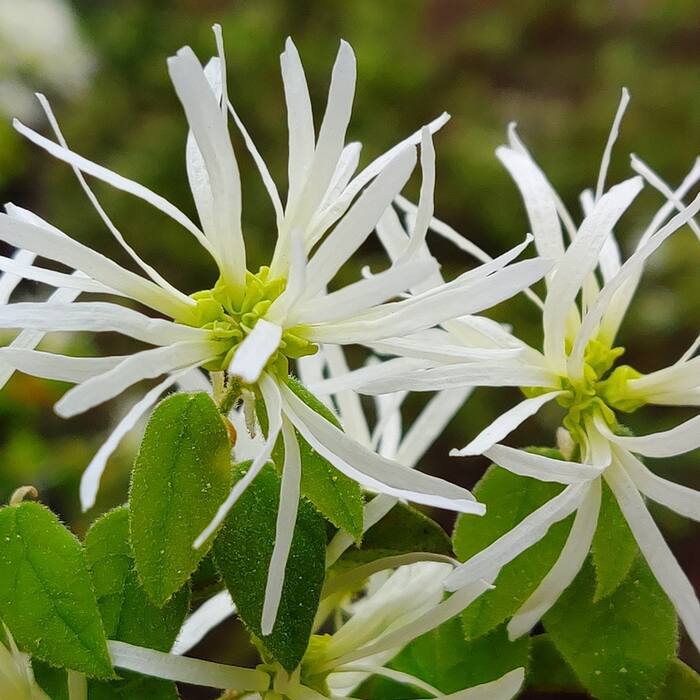 Loropetalum chinense (Chinese fringe-flower) reference photo 1