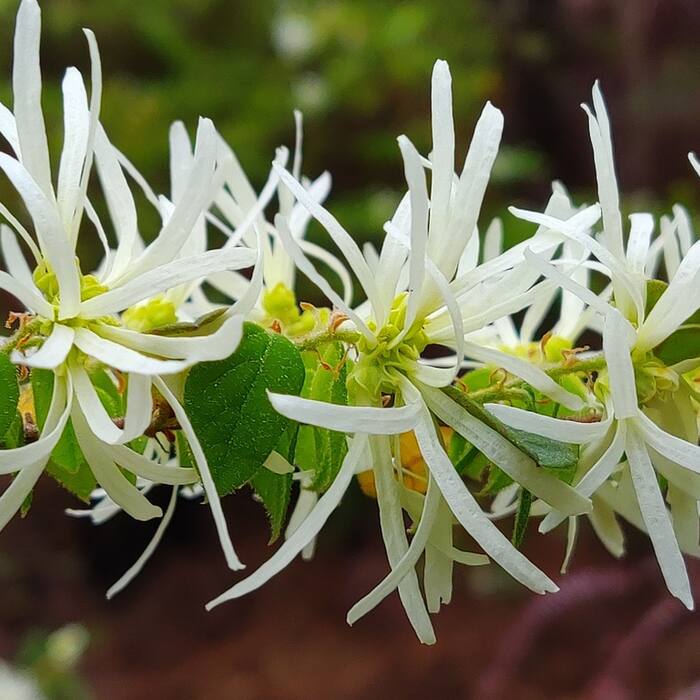 Loropetalum chinense (Chinese fringe-flower) reference photo 3