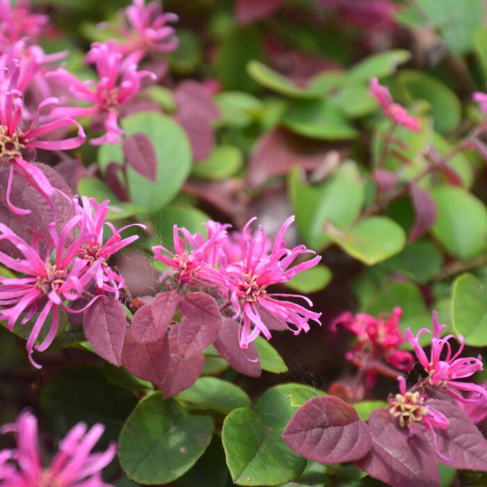 Loropetalum chinense (Chinese fringe-flower) reference photo 4