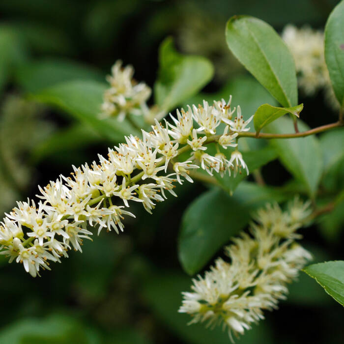 Itea virginica (Virginia sweetspire) reference photo 1