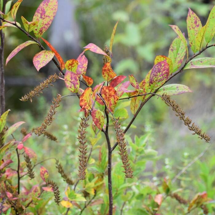Itea virginica (Virginia sweetspire) reference photo 3