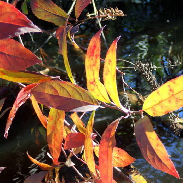 Itea virginica (Virginia sweetspire) reference photo 2