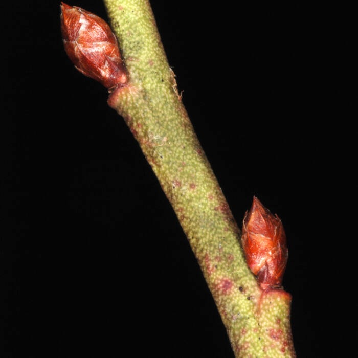 Vaccinium pallidum (hillside blueberry) reference photo 4