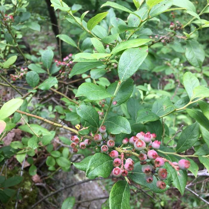 Vaccinium pallidum (hillside blueberry) reference photo 2