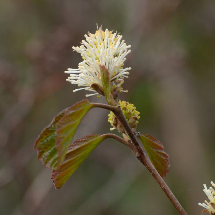 Large witch-alder emerging reference