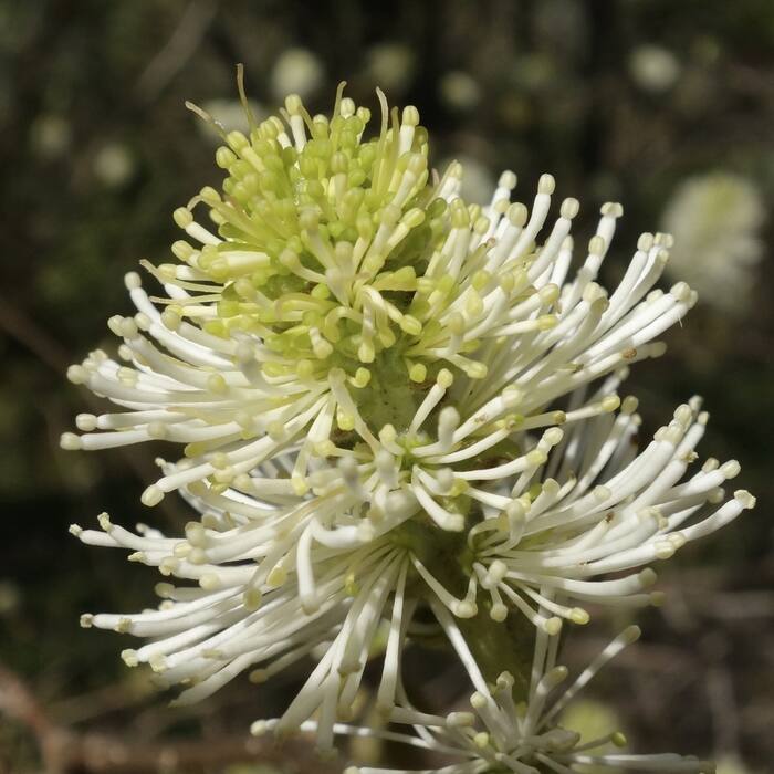 Large witch-alder flower reference