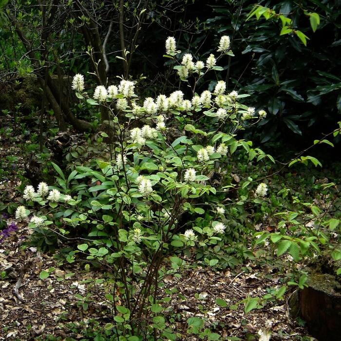 Large witch-alder habit reference