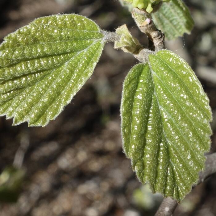 Large witch-alder leaf reference