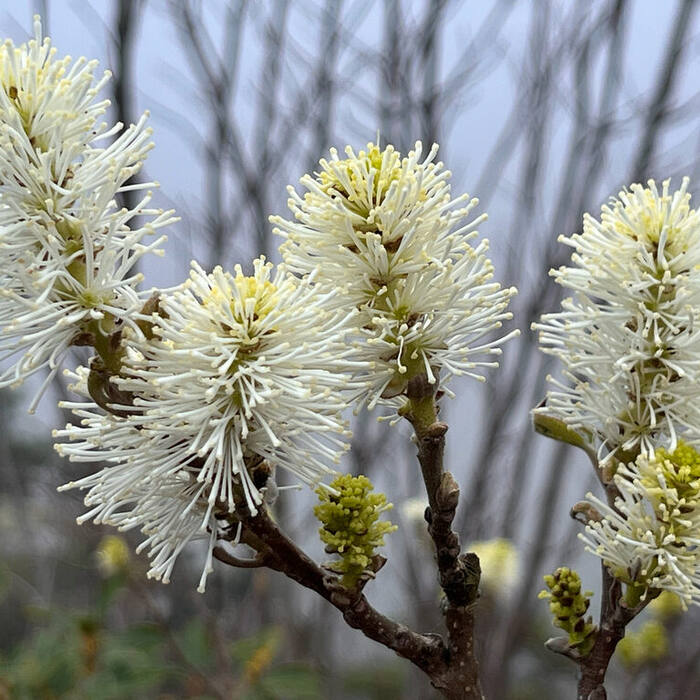 Large witch-alder