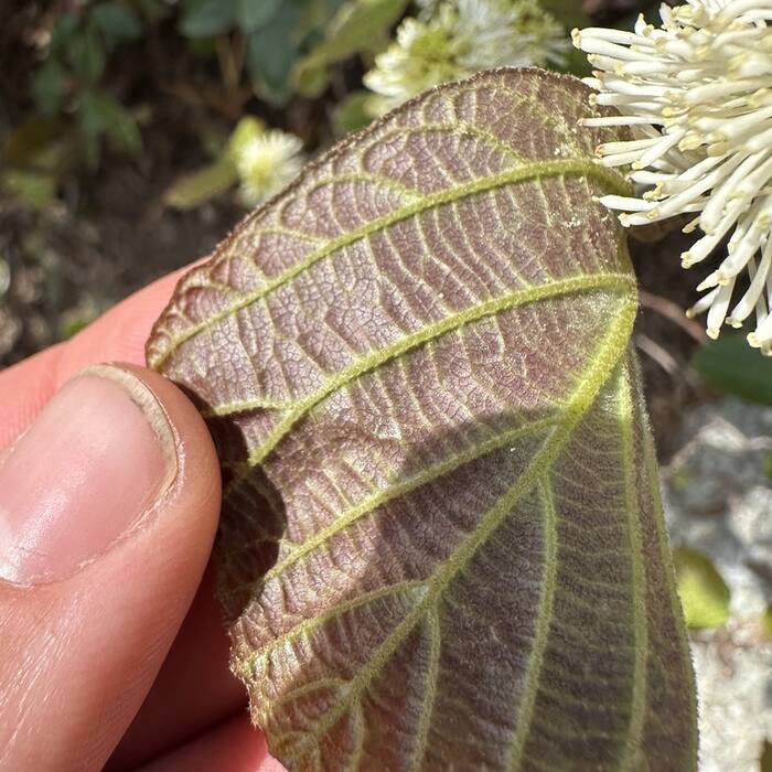 Large witch-alder underside reference