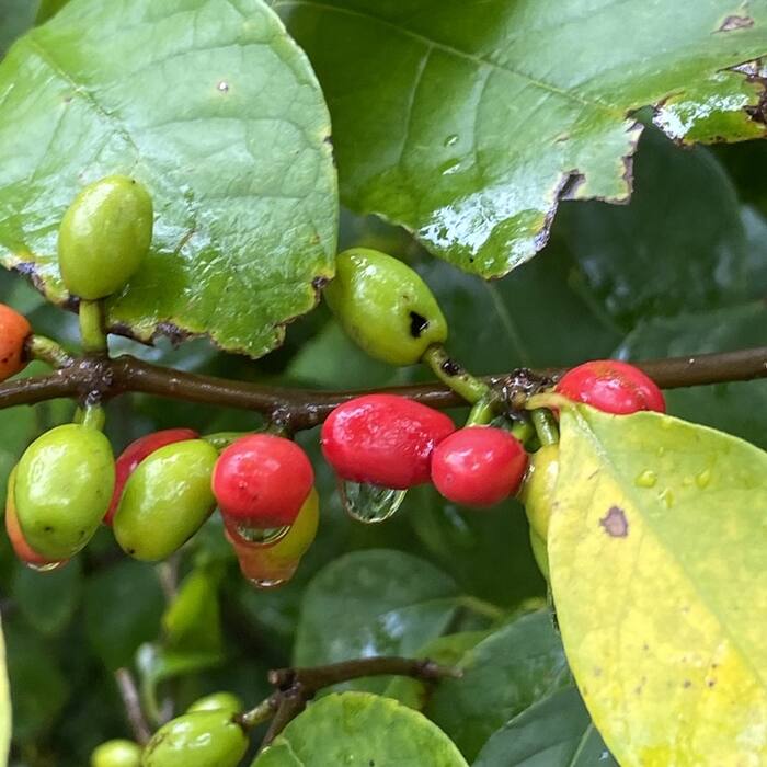 Lindera benzoin (spicebush, also called wild allspice) reference photo 1