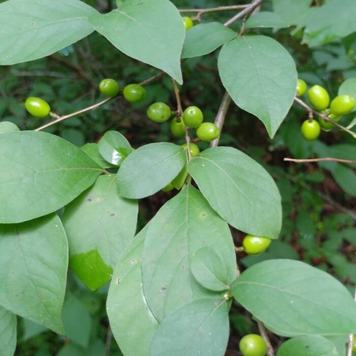 Lindera benzoin (spicebush, also called wild allspice) reference photo 4