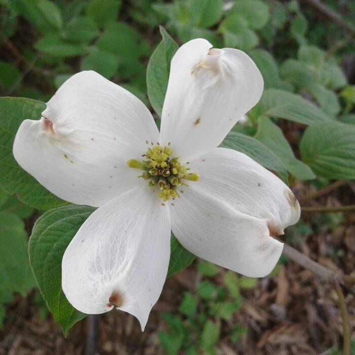 Cornus florida (flowering dogwood) reference photo 1
