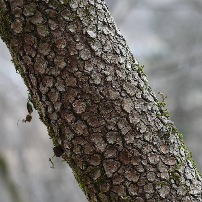 Cornus florida (flowering dogwood) reference photo 4