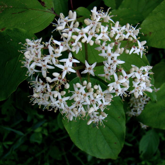 Cornus amomum (silky dogwood) reference photo 1