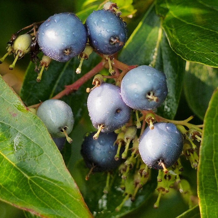 Cornus amomum (silky dogwood) reference photo 4