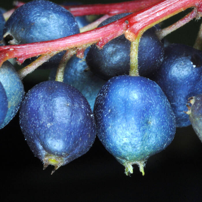 Cornus amomum (silky dogwood) reference photo 3