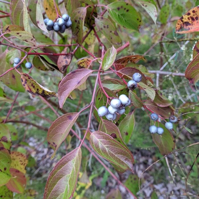Cornus amomum (silky dogwood) reference photo 2