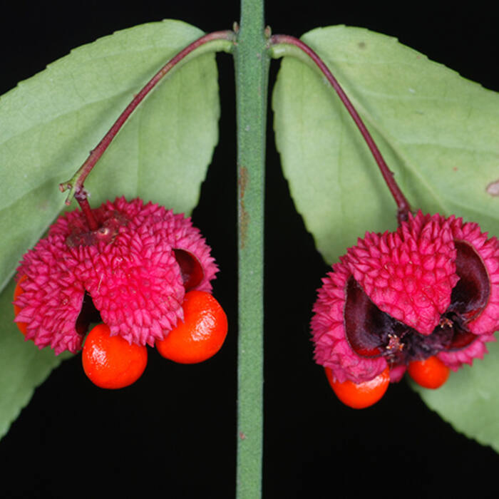 Euonymus americanus (strawberry bush) reference photo 1