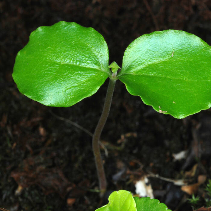 Ligustrum sinense (Chinese privet) reference photo 3