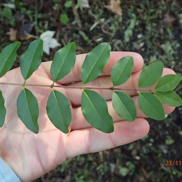 Ligustrum sinense (Chinese privet) reference photo 2
