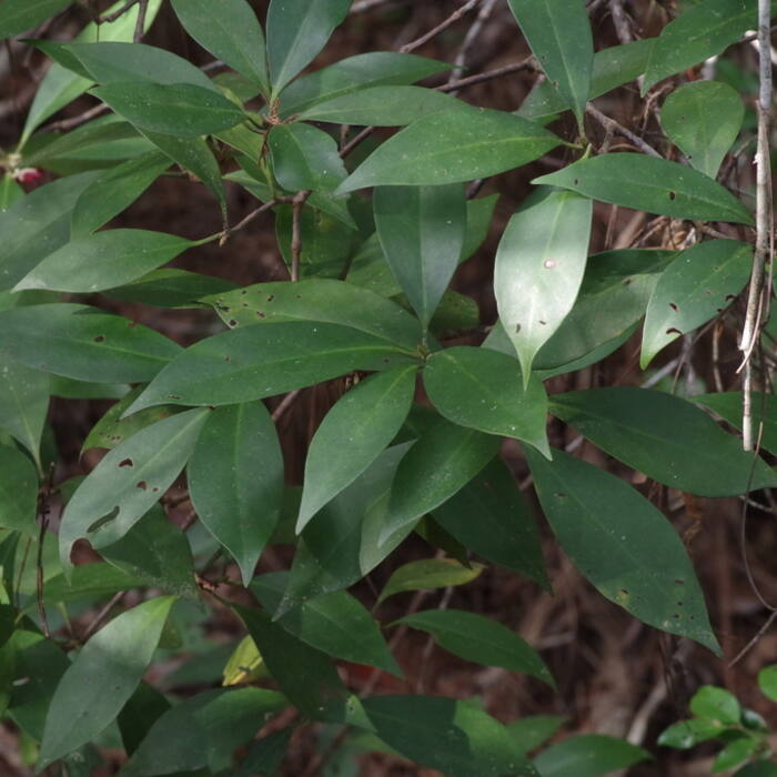Illicium floridanum (Florida anise) reference photo 4