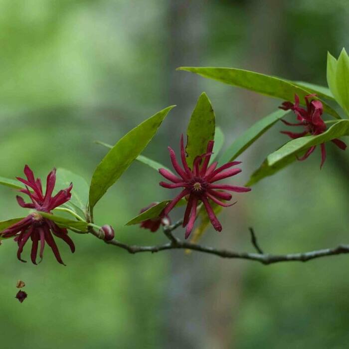 Illicium floridanum (Florida anise) reference photo 2