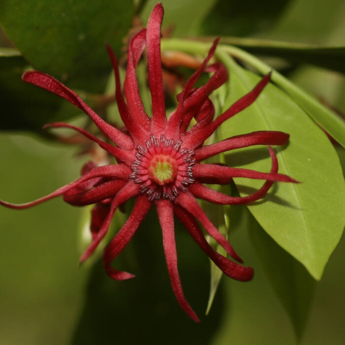 Illicium floridanum (Florida anise) reference photo 1