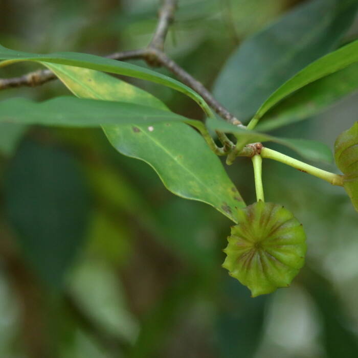 Illicium floridanum (Florida anise) reference photo 3