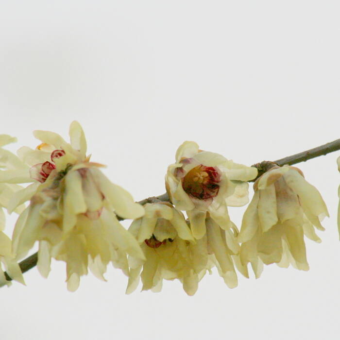 Chimonanthus praecox (wintersweet, Japanese allspice) reference photo 2